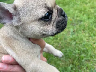 Franske bulldog hvalpe