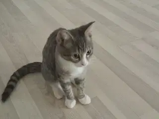 16 uger gammel killing