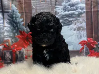 Cavapoo klar lige efter jul 