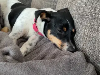 Dansk svensk gårdhund 