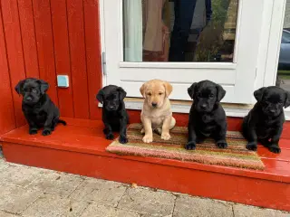 Labradorhvalpe med stamtavle