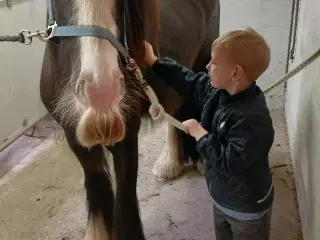 Sødeste tinkervallak tilredet