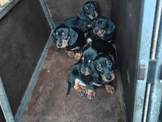 Korthåret gravhundehvalpe.