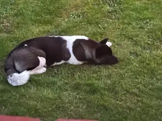 Akita American 