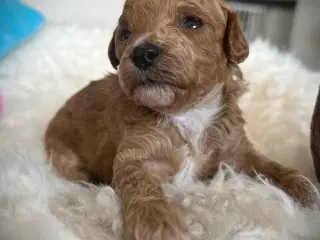 Maltipoo hvalpe 