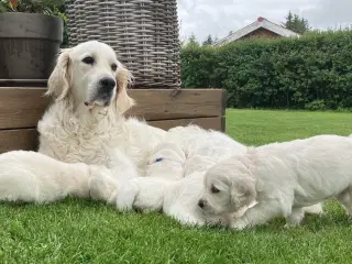Golden retriever