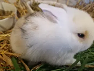 Minilop unge dreng
