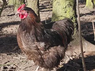 2 Chokolade orpington haner 