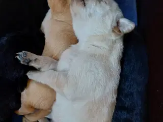 Labrador F1 hvalpe