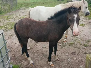 2 stk sorte Welsh hingste føl A