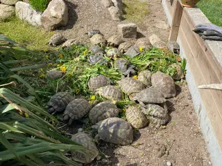Skildpadde landskildpadde 
