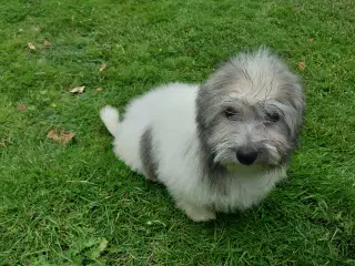 Coton de tulaer 