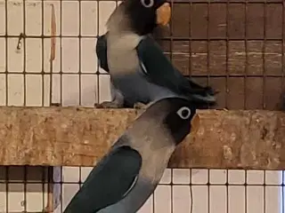 Sorthoved dværgpapegøjer 