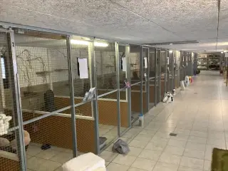 Burer til kattepension sælges