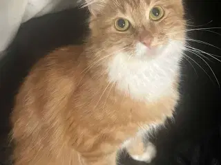 Maine Coon han