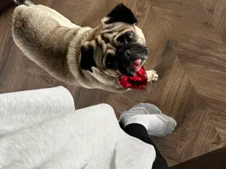 Vi søger bror eller søster til vores mopsedelle