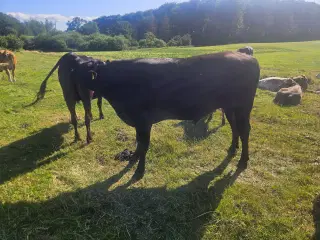 Wagyu tyr med stamtavle