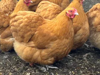 Høns orpington dværg 