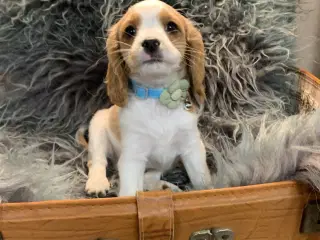 De yndigste cavapoo babyer er rejseklar 