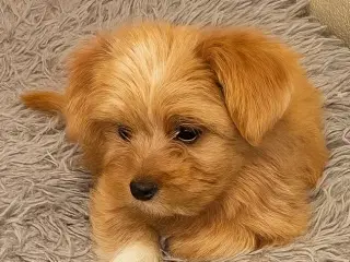 Vores lille dreng søger hans nye, bliven hjem 🐾💕