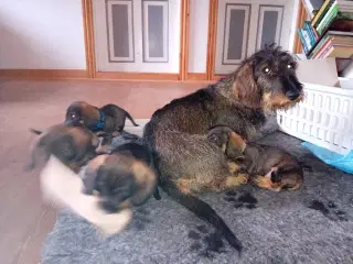 Ruhåret gravhund 