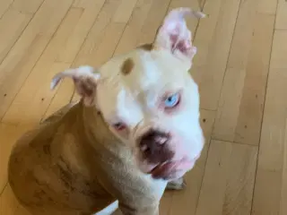 Old Englisch bulldog