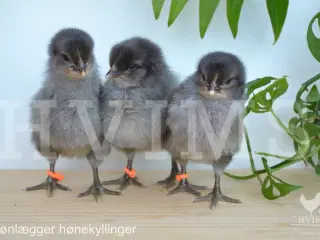 Årets sidste DAGGAMLE kyllinger 