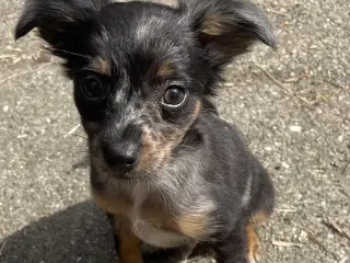 Ægte Prazsky krysarik hvalpe (tjekkisk rottehund)