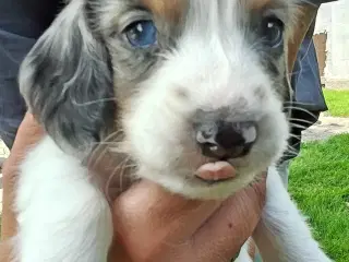 Langhåret dværg gravhund 
