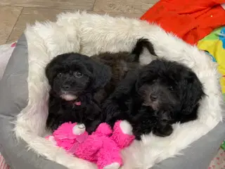 Mini Maltipoo babyer rejse klar nu !