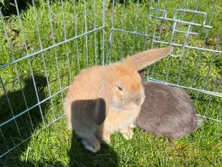 2 dværgvædder kaniner + tilbehør
