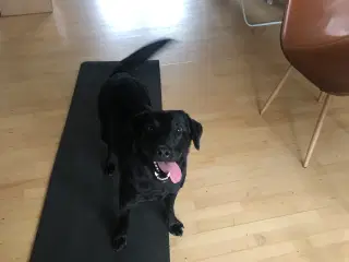 5 Perfekte søde små Labrador hvalpe