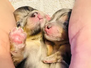 Merle pomeranian 