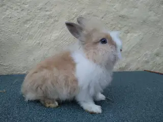 Teddy Løvehoved unger