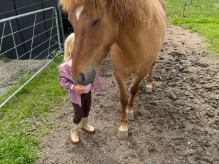 Islænder 
