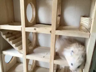 Guldhamster