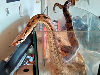 Kongeboa