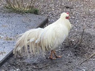 Smukke haner schijndelaar 