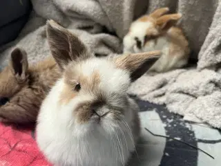 Sødeste små kaninunger