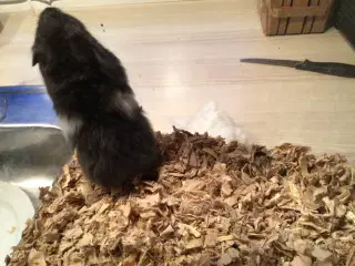 Guldhamster