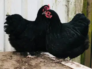 Dværg orpington høner