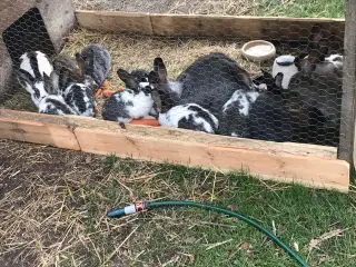 14 stk kaniner 