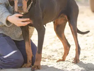 Smukke Ripley søger familie