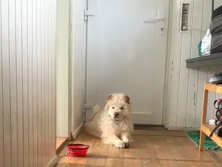 🐾 HASTER – Skal finde nyt hjem hurtigst muligt! P