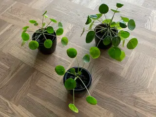 Pilea