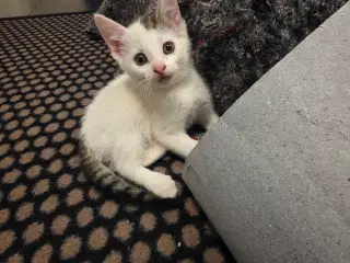 Kattekilling klar til nyt hjem 