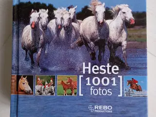 Heste 1001 Fotos
