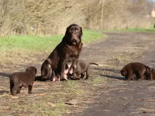 Labrador hvalpe