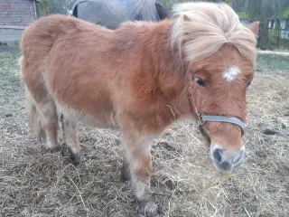 Nyt hjem til shetlandspony 