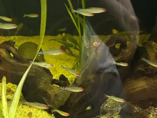 🔥🐟 Rødnæsetetra – perfekte stimefisk til akvarie